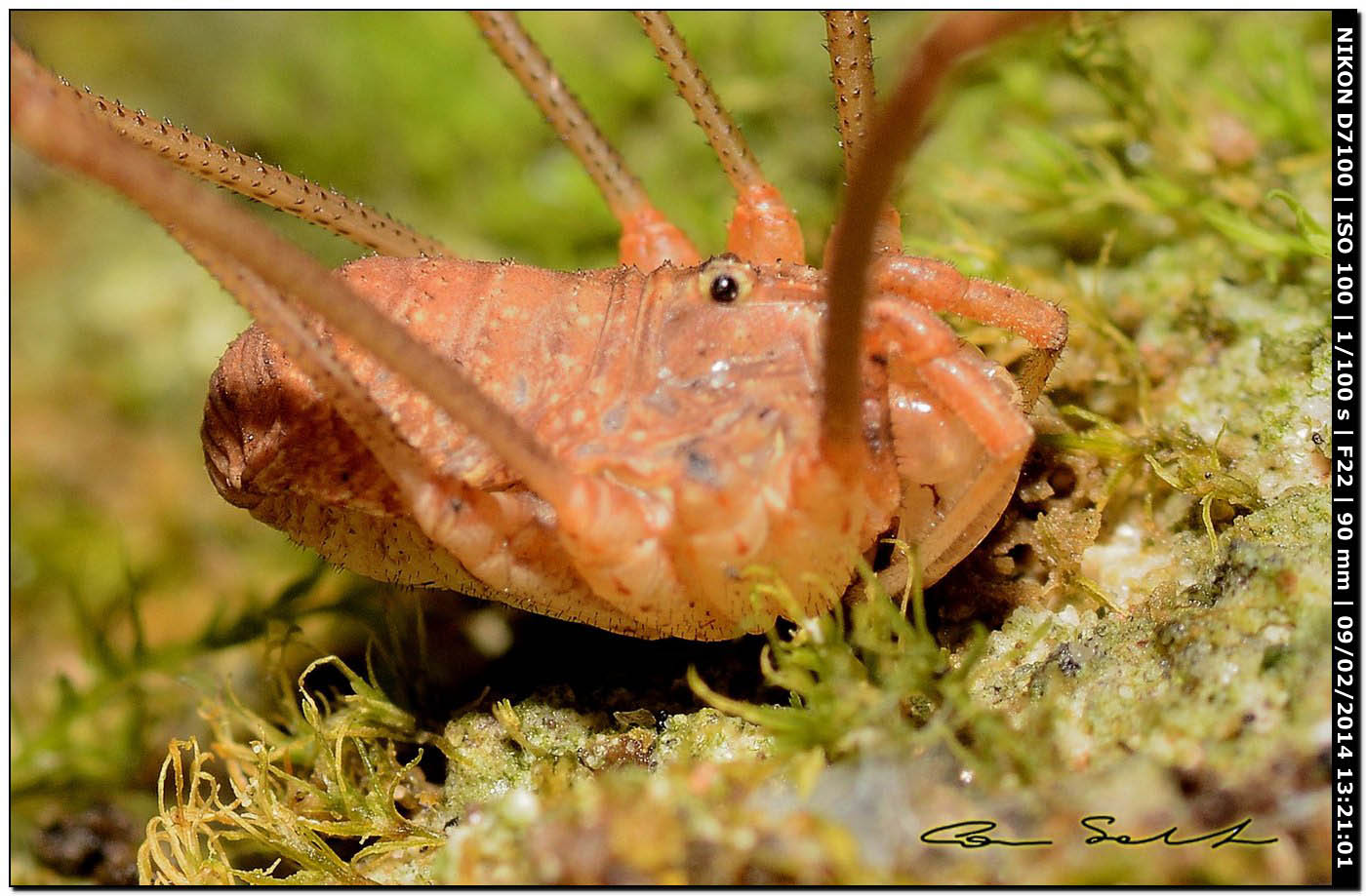 Opilio cf. transversalis ♂